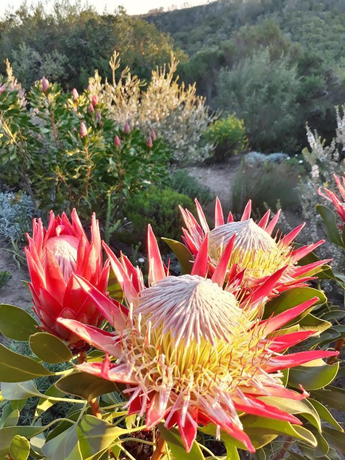 Hotel Woodlands Self Catering Knysna Esterno foto