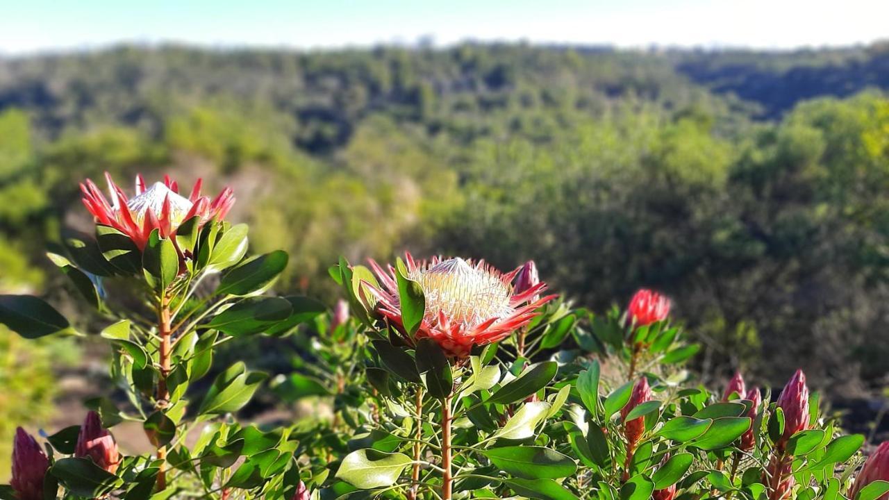 Hotel Woodlands Self Catering Knysna Esterno foto